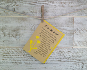Dandelion, Spring Flower, Birthday Card, Forager, Blank Card, Recycled Paper, Honey Bee, Compostable Plastic, Eco Friendly