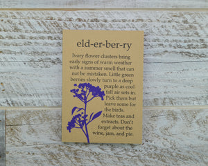 Elderberry, Birthday Card, Cone Head Flower, Blank Card, Recycled Paper, Compostable Plastic, Eco Friendly, Kraft Paper, Maine