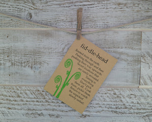 Fiddlehead, Spring Card, Birthday Card, Maine, Forager, Blank Card, Recycled Pape,r Compostable Plastic, Eco Friendly