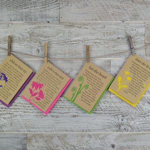 4 Pack, Blank Nature Cards, Echinacea, Fiddlehead, Dandelion, Elderberry, Recycled Paper, Compostable Plastic Eco Friendly