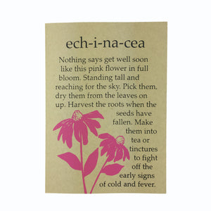 Echinacea, Get Well Card, Cone Head Flower, Spring Card,  Blank Card, Recycled Paper, Compostable Plastic, Eco Friendly, Kraft Paper, Maine